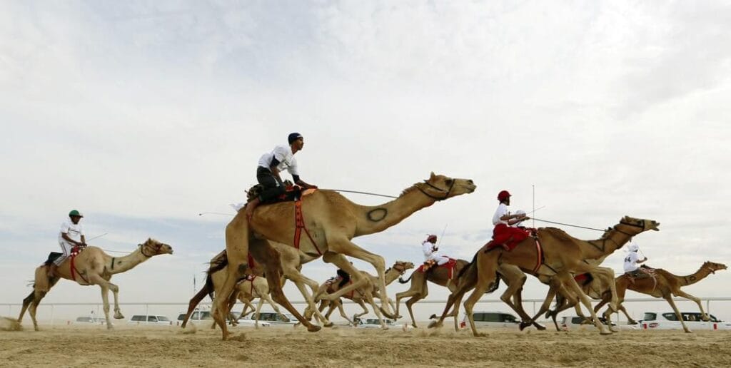 Is Betting on Camel Racing Becoming a Trend in the Gulf?
