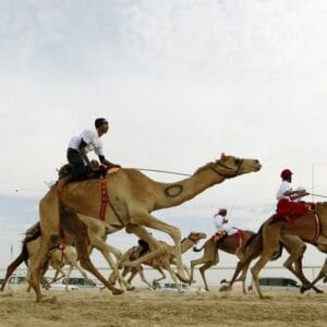 Camels racing in dubai