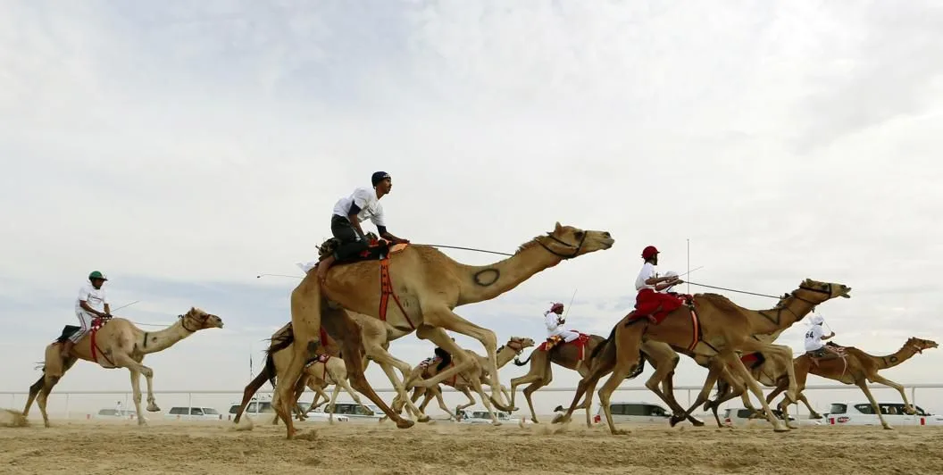 Is Betting on Camel Racing Becoming a Trend in the Gulf?